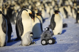 Penguin rover